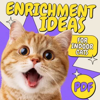 Easy At-Home Dog Enrichment Ideas (No Fancy Gear)